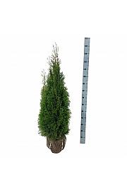 Thuja occidentalis Smaragd bala 100-120 cm