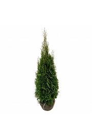 Thuja occidentalis Smaragd bala 120-140 cm