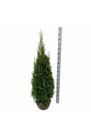 Thuja occidentalis Smaragd bala 120-140 cm