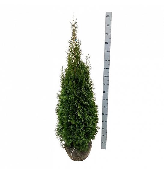 Thuja occidentalis Smaragd bala 120-140 cm