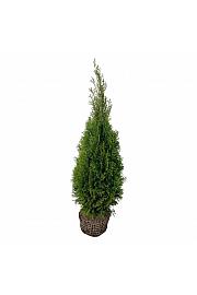 Thuja occidentalis Smaragd bala 80-100 cm