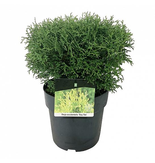 Thuja occidentalis Tiny Tim C7 Lit. 30-35 cm