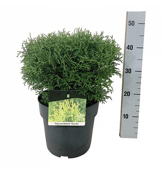Thuja occidentalis Tiny Tim C7 Lit. 30-35 cm