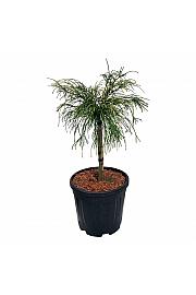 Thuja plicata Golden Whipcord C15 Lit. Na steblu 40 cm