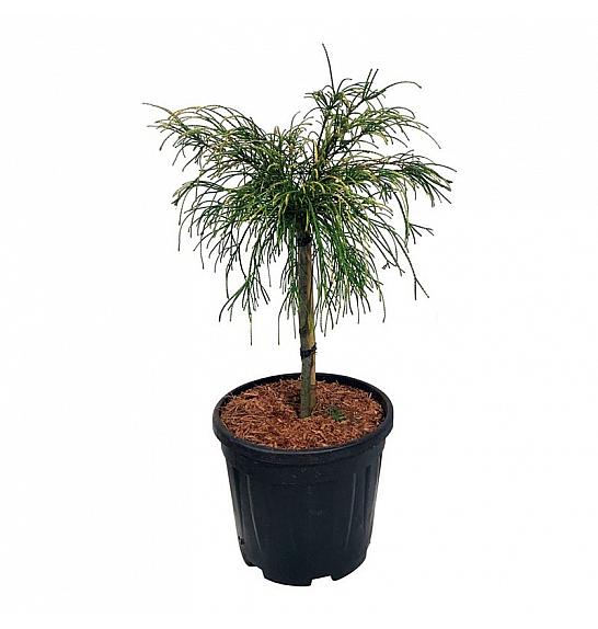 Thuja plicata Golden Whipcord C15 Lit. Na steblu 40 cm