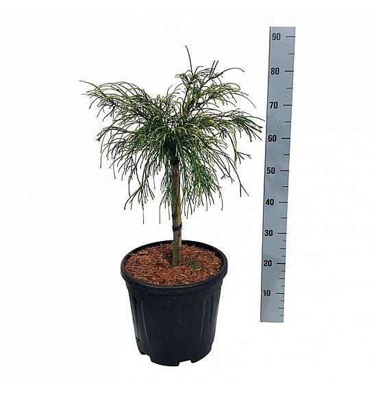 Thuja plicata Golden Whipcord C15 Lit. Na steblu 40 cm