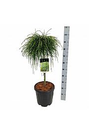 Thuja plicata Whipcord  C15 Lit. Na steblu 60 cm; Krošnja 40/50 cm