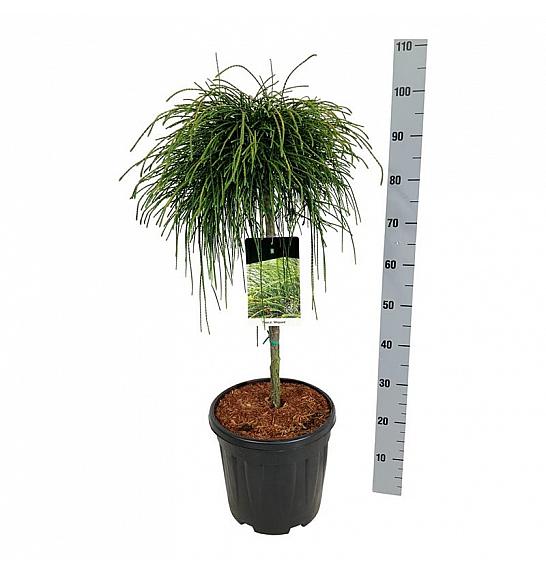 Thuja plicata Whipcord  C15 Lit. Na steblu 60 cm; Krošnja 40/50 cm