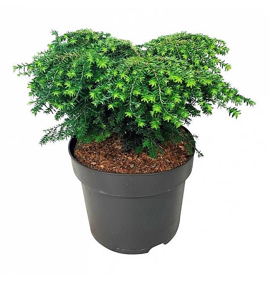 Tsuga canadensis Green Globe C7 Lit. 30-40 cm