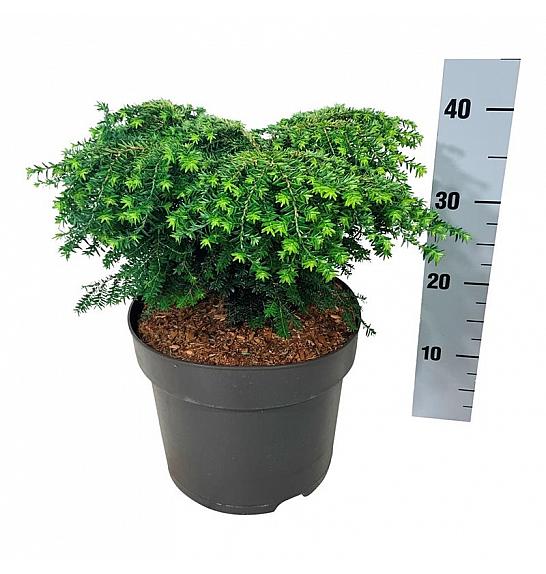 Tsuga canadensis Green Globe C7 Lit. 30-40 cm