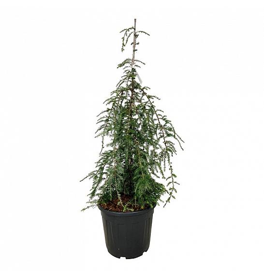 Tsuga canadensis Pendula C30 Lit. 100-125 cm extra