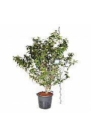 Viburnum carlcephalum C55 Lit. 150-175 cm extra