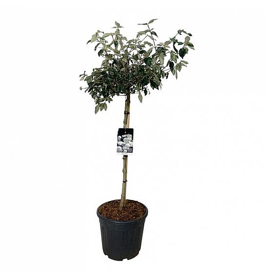 Viburnum Eskimo C30 Lit. Na steblu 90 cm