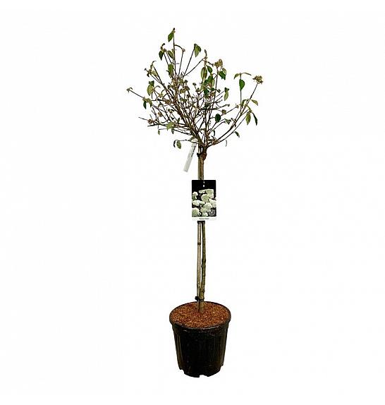 Viburnum plicatum Molly Schroeder C55 Lit. 100-125 cm extra