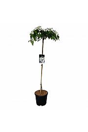 Viburnum plicatum Watanabe C15 Lit. Na steblu 120 cm