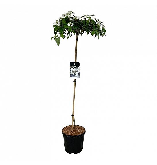 Viburnum plicatum Watanabe C15 Lit. Na steblu 120 cm