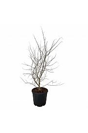 Vitex agnus-castus C30 Lit. 80-100 cm extra
