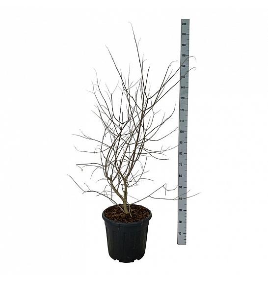 Vitex agnus-castus C30 Lit. 80-100 cm extra