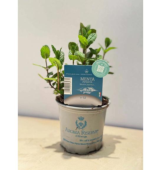 Aroma riserva Mentha sp.  Ø9