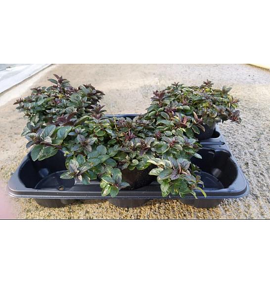 Mentha x rotundifolia Ø14