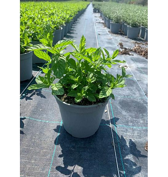 Mentha piperita Ø14