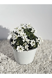 Iberis sempervirens Ø14