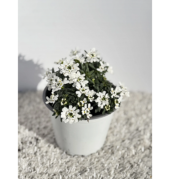 Iberis sempervirens Ø14