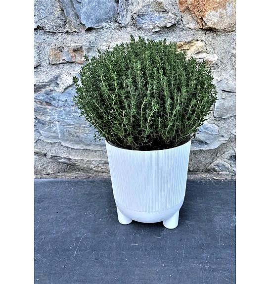 Dišavnice Ø14 mix Hippo pot