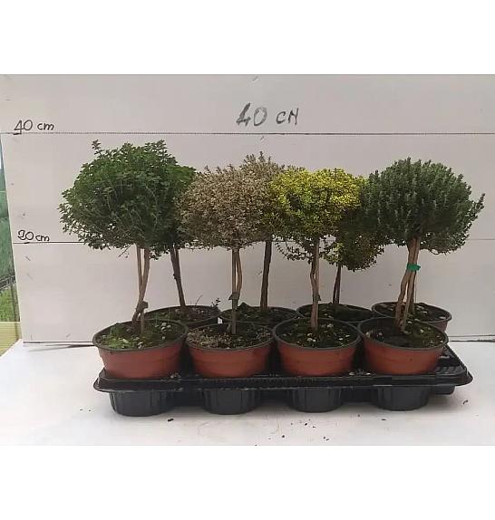 Thymus citriodorus Ø14 Na Steblu 15 cm