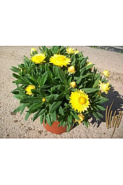 Xerochrysum bracteatum Ø18