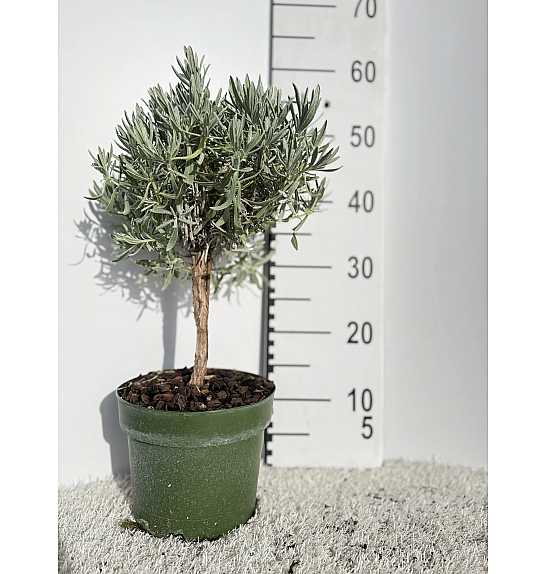 Lavandula angustifolia Ø18 Na Steblu 20 cm