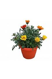 Gazania mix Ø25 trio