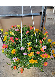 Portulaca Ø20 obešanka