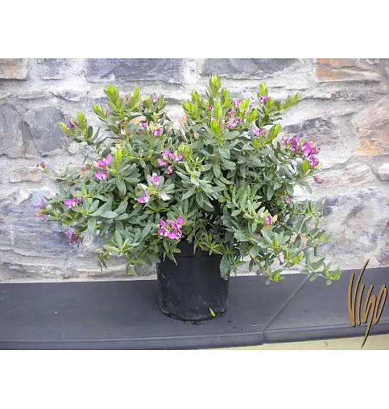 Polygala myrtifolia Ø18