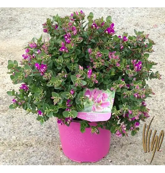 Polygala myrtifolia BB Pink Ø18