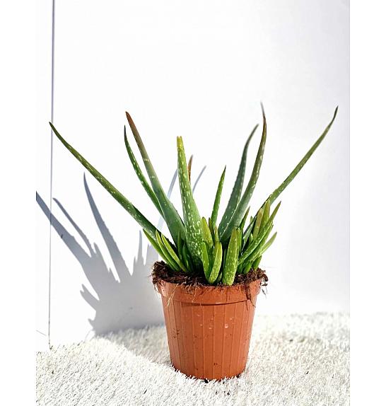 Aloe Vera Ø18