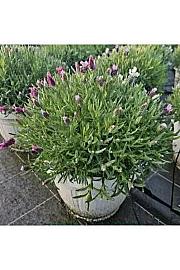 Lavandula stoechas Ø25 trio
