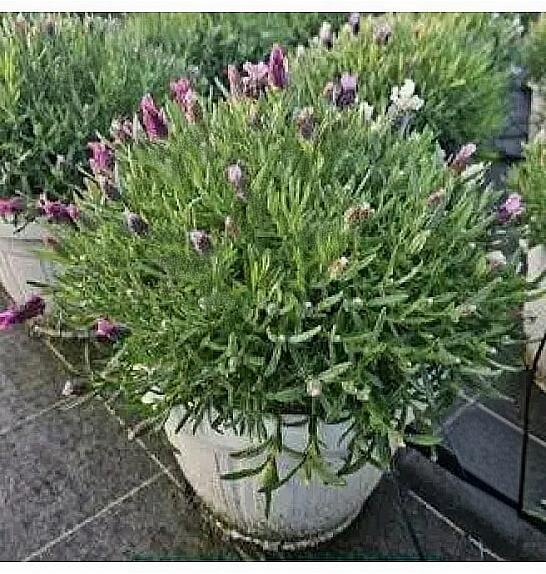 Lavandula stoechas Ø25 trio