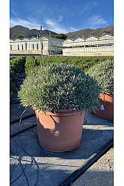 Lavandula angustifolia Ø55