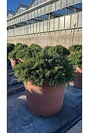 Rosmarinus prostratus Ø55