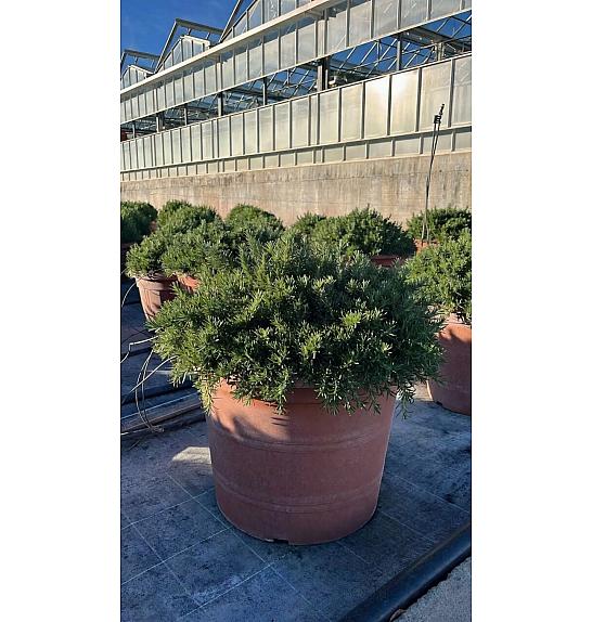 Rosmarinus prostratus Ø55