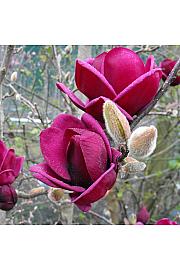 Magnolia Genie PBR C5 Lit. Na steblu 120 cm, 1 leto