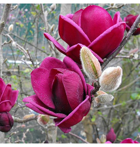 Magnolia Genie PBR C5 Lit. Na steblu 120 cm, 1 leto