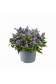 Buddleja davidii Rockstars Blue C1,5 Lit 20-25 cm
