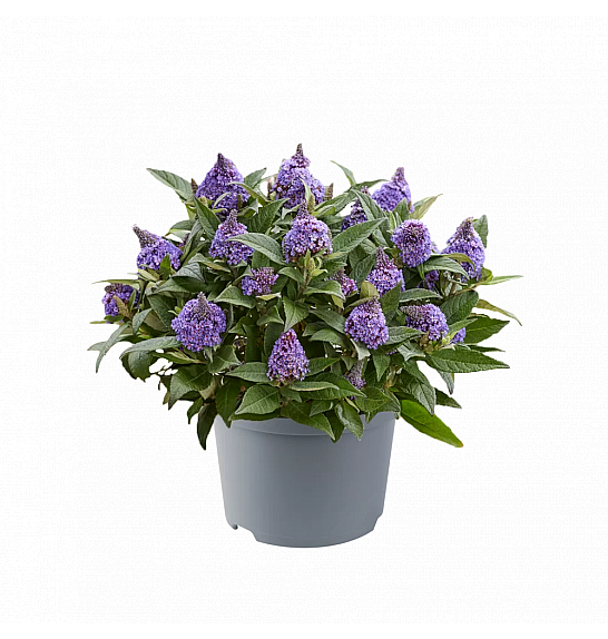 Buddleja davidii Rockstars Blue C1,5 Lit 20-25 cm