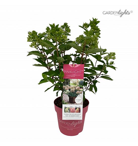 Hydrangea paniculata Garden Lights Pink Light Por C3 Lit. 20 cm