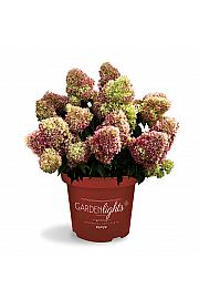 Hydrangea paniculata Garden Lights Red Light Por C3 Lit. 20 cm