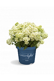Hydrangea paniculata Garden Lights White Light Por C3 Lit. 20-30 cm