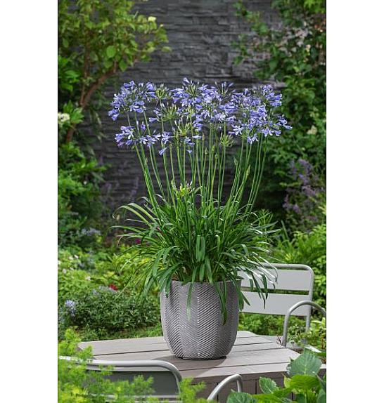 Agapanthus Everpanthus ® Su Casa C2 Lit. 60-70 cm
