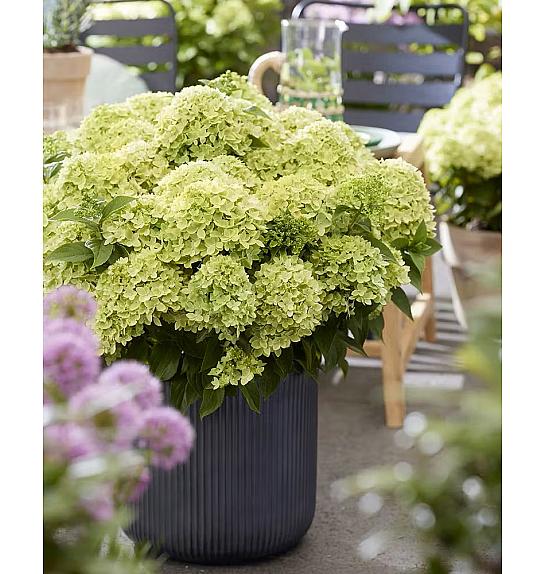 Hydrangea paniculata Living Creations Living Little Apple C5 Lit. 25-35 cm